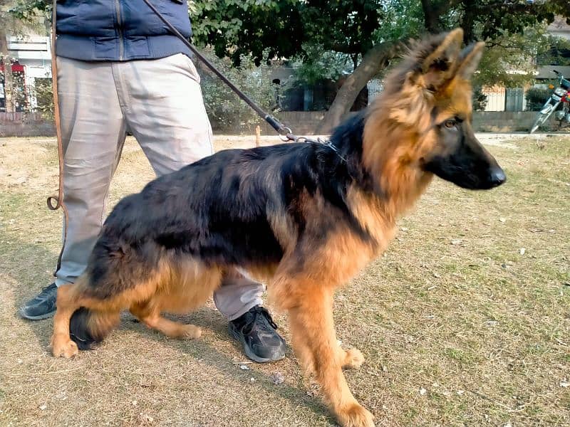 German shepherd Male Long Coat 4