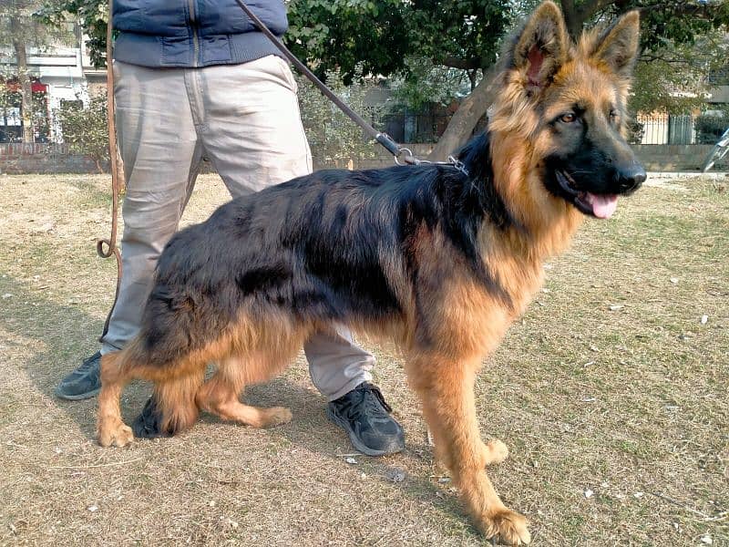 German shepherd Male Long Coat 5