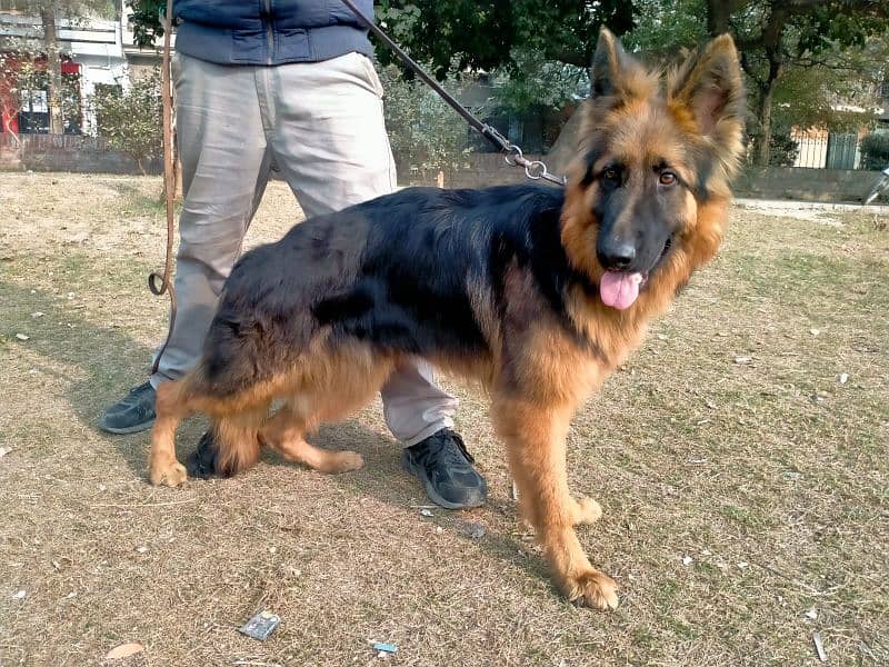 German shepherd Male Long Coat 6