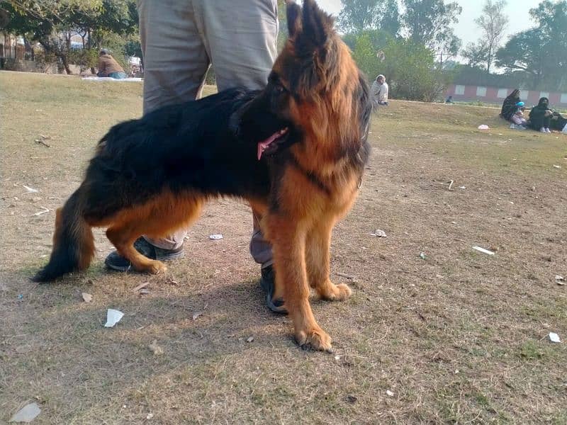 German shepherd Male Long Coat 7