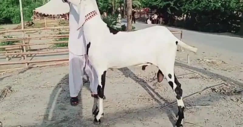 Rajanpuri bakra Urgent For Sale WhatsApp on 0313,4935,145 0