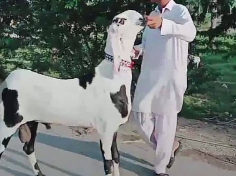 Rajanpuri bakra Urgent For Sale WhatsApp on 0313,4935,145 1