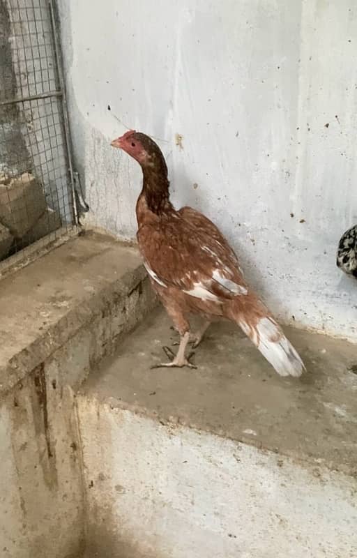 4 aseel female egg laying 0