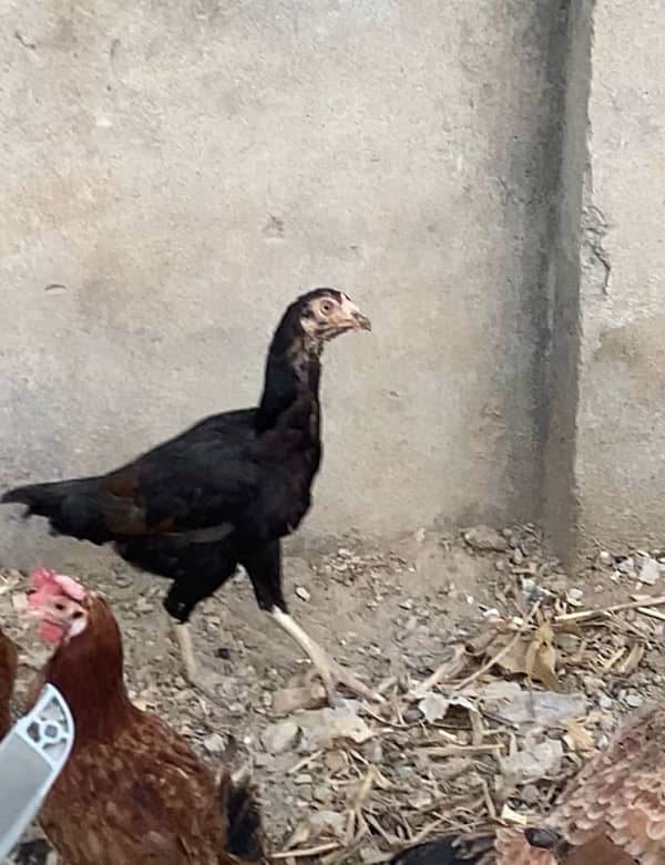 4 aseel female egg laying 4