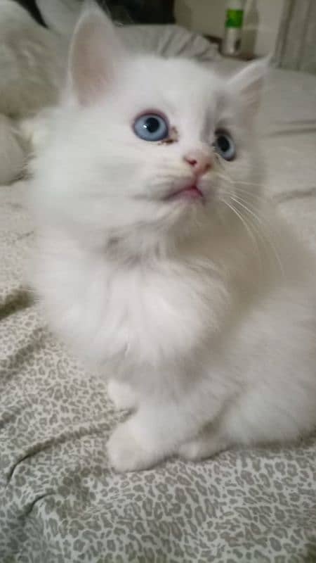 persian kitten cat tripple coat kitten belli blue eyes kittens 1