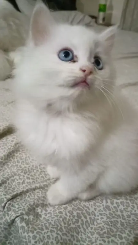 persian kitten cat tripple coat kitten belli blue eyes kittens — photo 4
