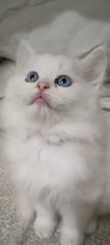 persian kitten cat tripple coat kitten belli blue eyes kittens — photo 3
