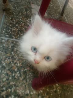 Persian cat triple coat blue eyes