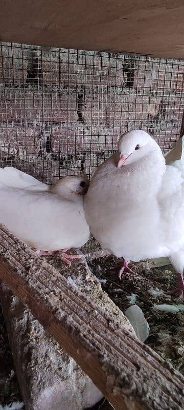 breeder trained high flyer pigeons and king pigeons for sale 0