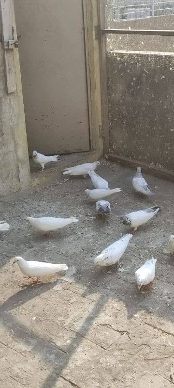 breeder trained high flyer pigeons and king pigeons for sale 1