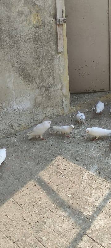 breeder trained high flyer pigeons and king pigeons for sale 2