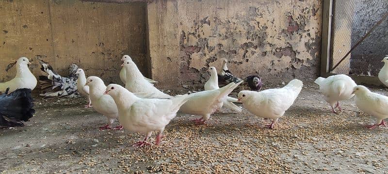 breeder trained high flyer pigeons and king pigeons for sale 3