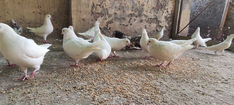 breeder trained high flyer pigeons and king pigeons for sale 4