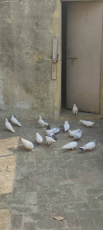 breeder trained high flyer pigeons and king pigeons for sale 5