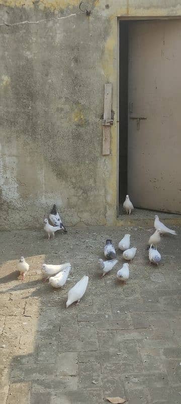 breeder trained high flyer pigeons and king pigeons for sale 6