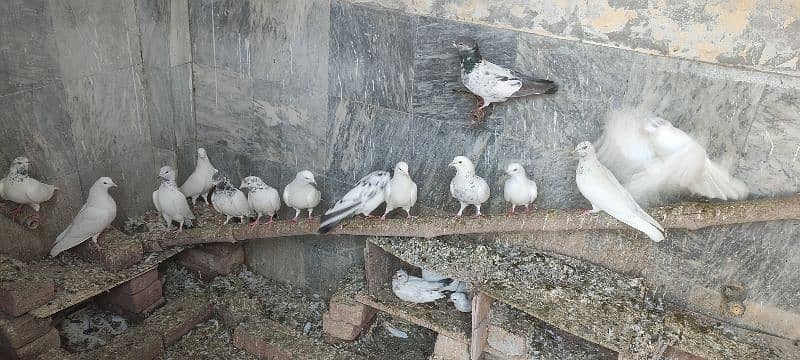 breeder trained high flyer pigeons and king pigeons for sale 9