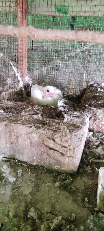 breeder trained high flyer pigeons and king pigeons for sale 10