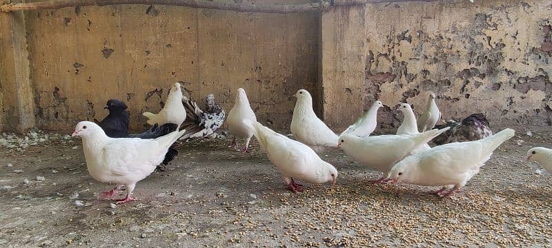 breeder trained high flyer pigeons and king pigeons for sale 11