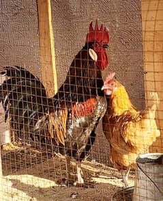 Egg Laying Golden Misiri Desi Hens Ghar ki