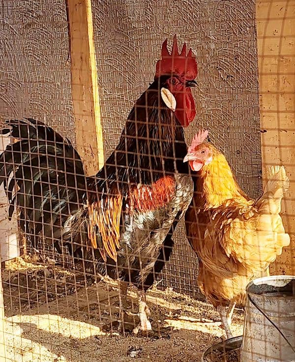 Egg Laying Golden Misiri Desi Hens Ghar ki 0