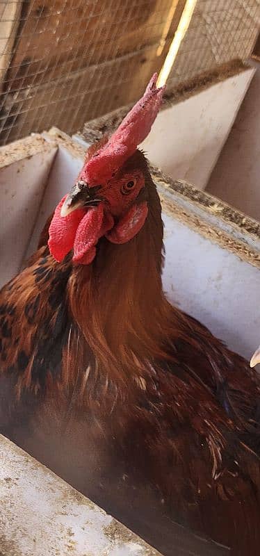 Egg Laying Golden Misiri Desi Hens Ghar ki 4