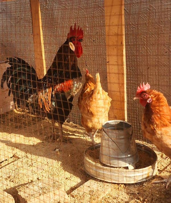 Egg Laying Golden Misiri Desi Hens Ghar ki 11