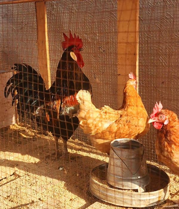 Egg Laying Golden Misiri Desi Hens Ghar ki 12