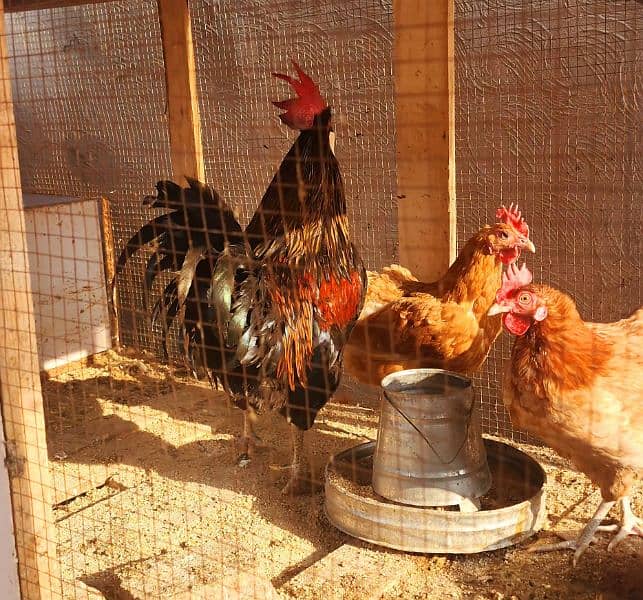 Egg Laying Golden Misiri Desi Hens Ghar ki 13