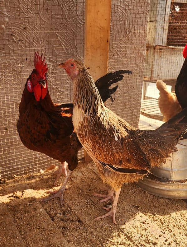 Egg Laying Golden Misiri Desi Hens Ghar ki 14