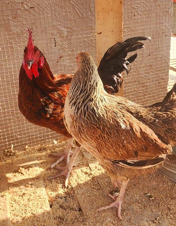 Egg Laying Golden Misiri Desi Hens Ghar ki 15