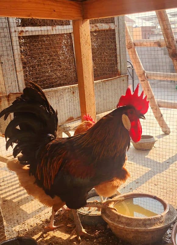 Egg Laying Golden Misiri Desi Hens Ghar ki 16