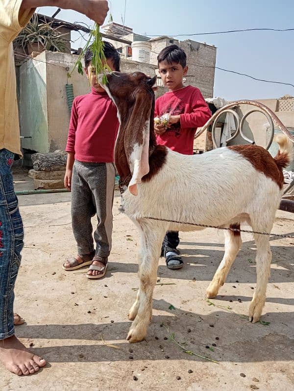 Bakra for sale what'sapp 03191569597 0