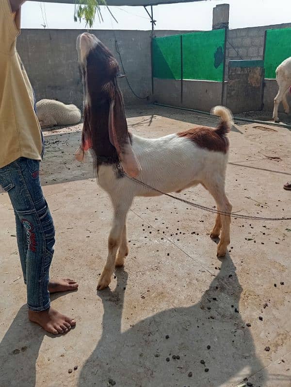 Bakra for sale what'sapp 03191569597 1