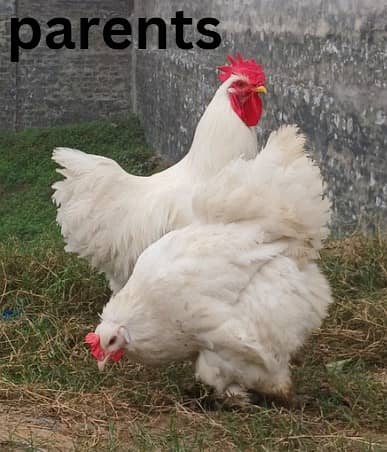 Golden Buff|White Buff| BlackBuff |Blue Buff Chicks| golden Buff eggs 17