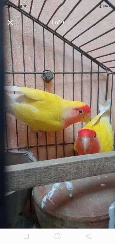 Heavy Weight Cage 5 Pair of Australia and 1 Pair of Love Birds Latino 0