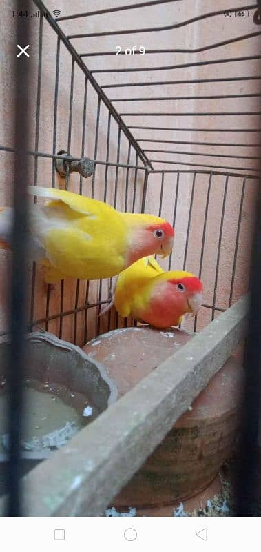 Heavy Weight Cage 5 Pair of Australia and 1 Pair of Love Birds Latino 1