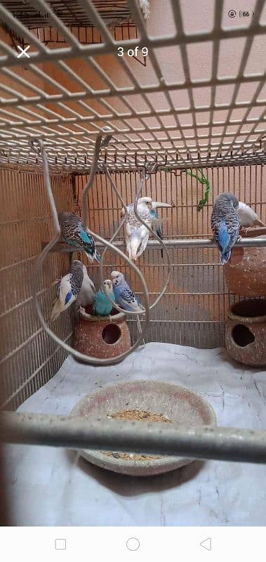 Heavy Weight Cage 5 Pair of Australia and 1 Pair of Love Birds Latino 2