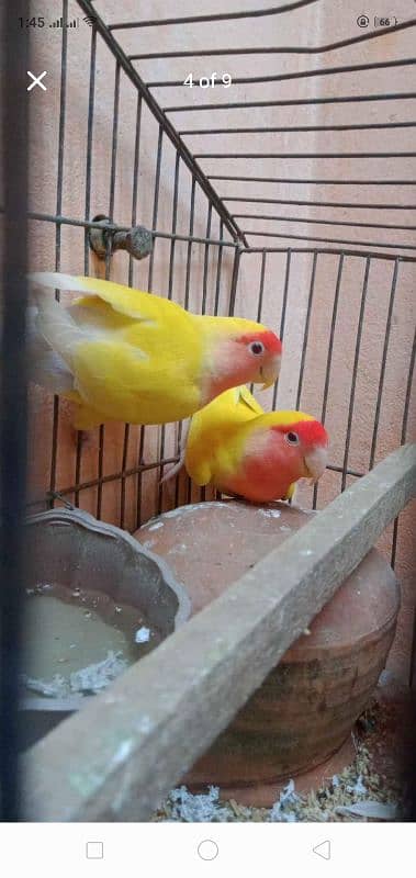 Heavy Weight Cage 5 Pair of Australia and 1 Pair of Love Birds Latino 3