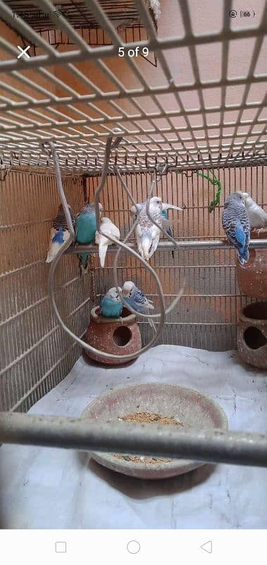 Heavy Weight Cage 5 Pair of Australia and 1 Pair of Love Birds Latino 4