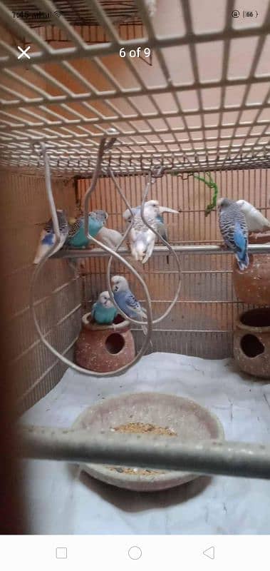 Heavy Weight Cage 5 Pair of Australia and 1 Pair of Love Birds Latino 5