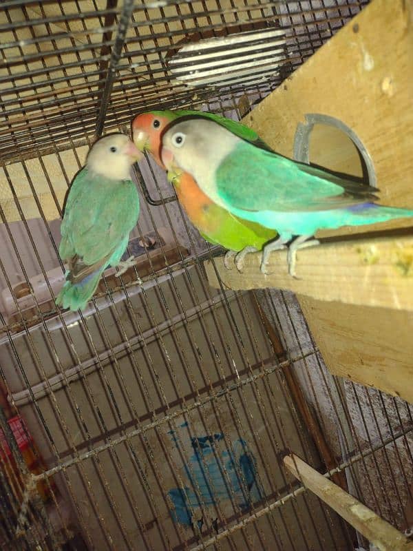 lovebirds 1