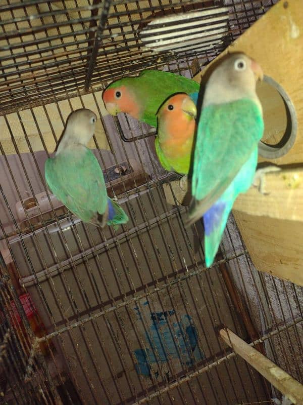 lovebirds 2