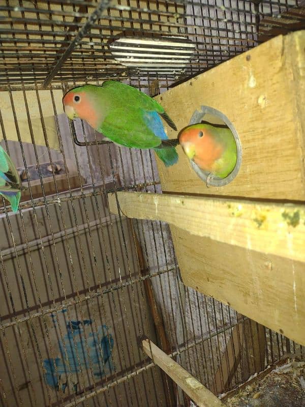 lovebirds 3