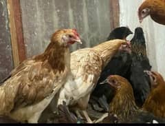 Egg laying Hens