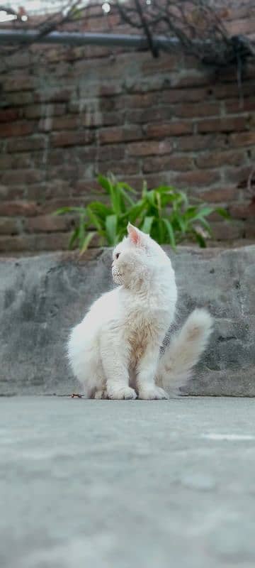 persian punch face cat hai 3