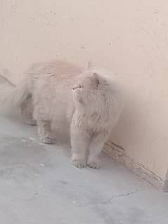 Persian Cat