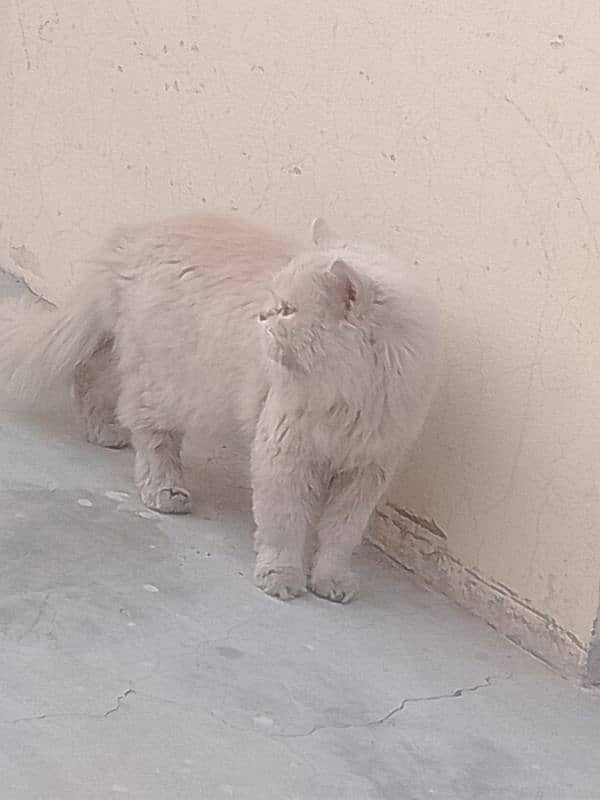 Persian Cat 0