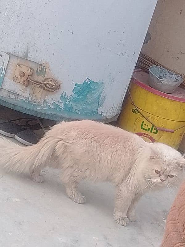 Persian Cat 1