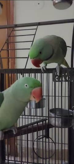 Hand Tamed, Ready to breed, Talking Raw Parrots