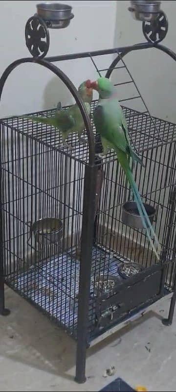 Hand Tamed, Ready to breed, Talking Raw Parrots 2